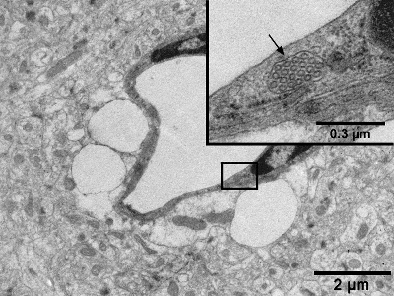 Figure 7.