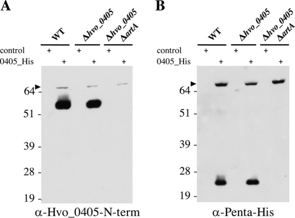 FIG 2