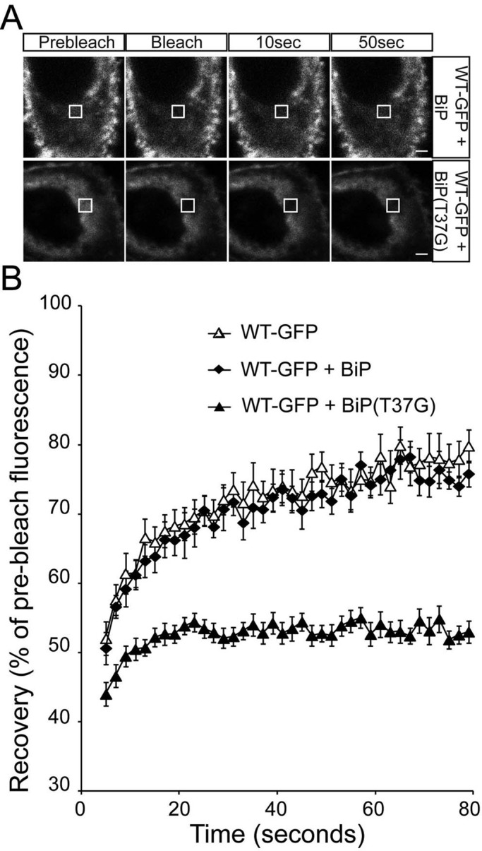 FIGURE 5: