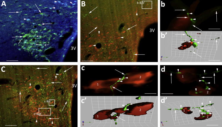 Fig. 4