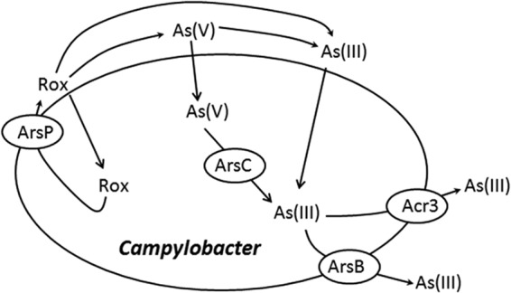 FIG 5