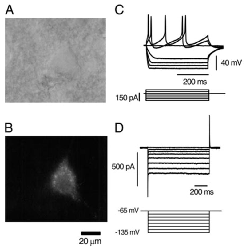 FIG. 1