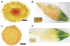 Fig. 4.