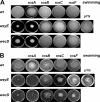 FIG. 2.