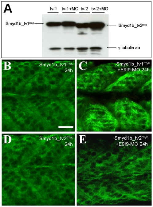 Figure 10