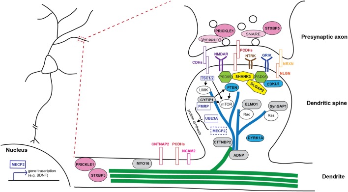 FIGURE 2