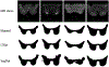 FIGURE 6: