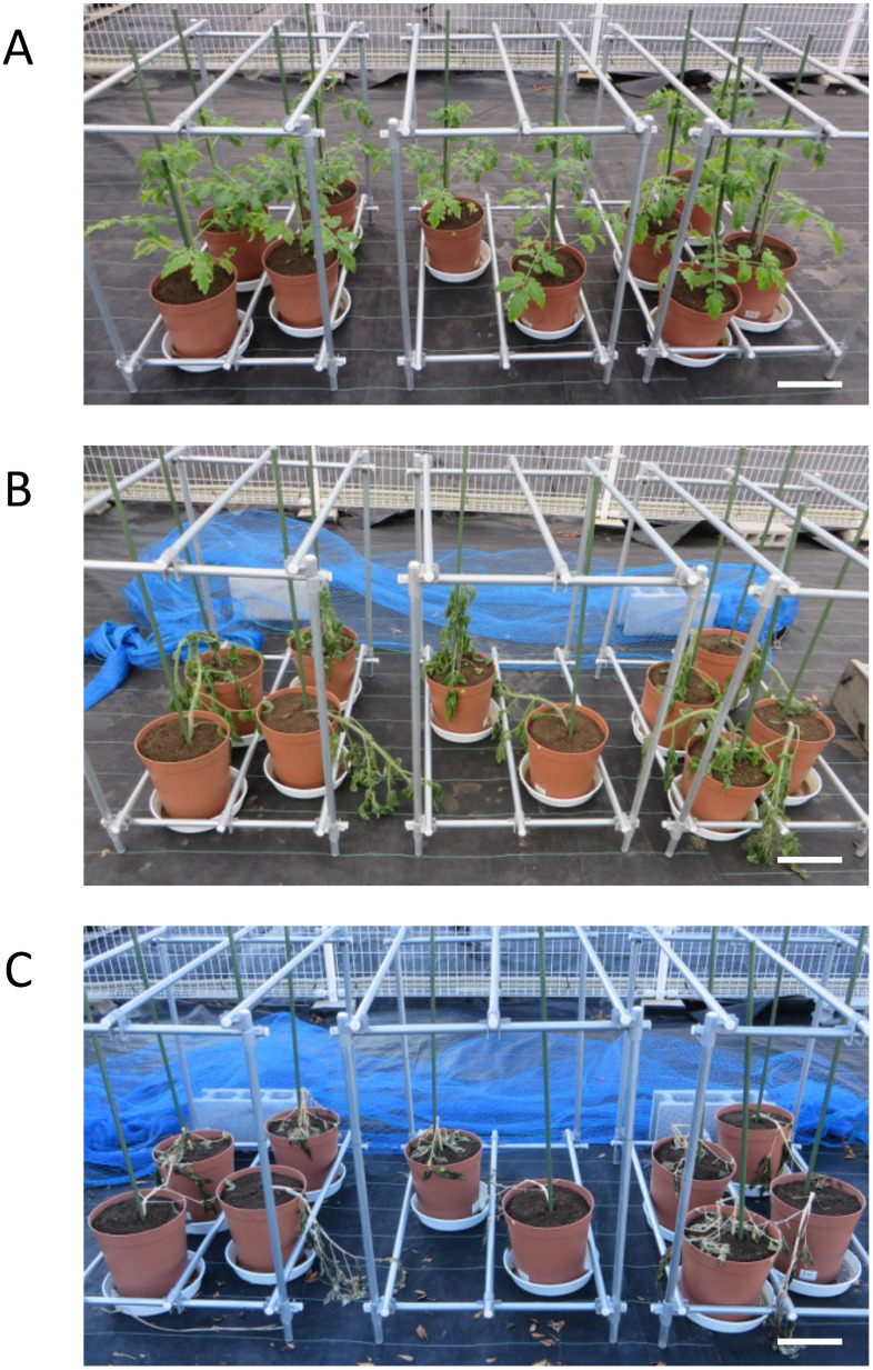 Figure 3. Conditions of tomato plants cultivated in the winter in a confined field. (A) December 7, 2018 (day 0), (B) December 10, 2018 (day 3), (C) December 18, 2018 (day 11). After sowing, the seedlings were grown for one month in a cultivation room and then transferred to a plastic greenhouse in a confined field. Two weeks after planting, the plants were moved outside of the plastic greenhouse for the experiment. Scale bars shows 20 cm.