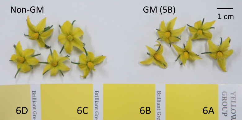 Figure 1. Flower color of non-GM and GM tomato plants. Flowers of tomato cultivated in a confined field in 2018 are shown. Flower color was assessed by the number of the RHS color chart (Sixth Edition, Royal Horticultural Society).