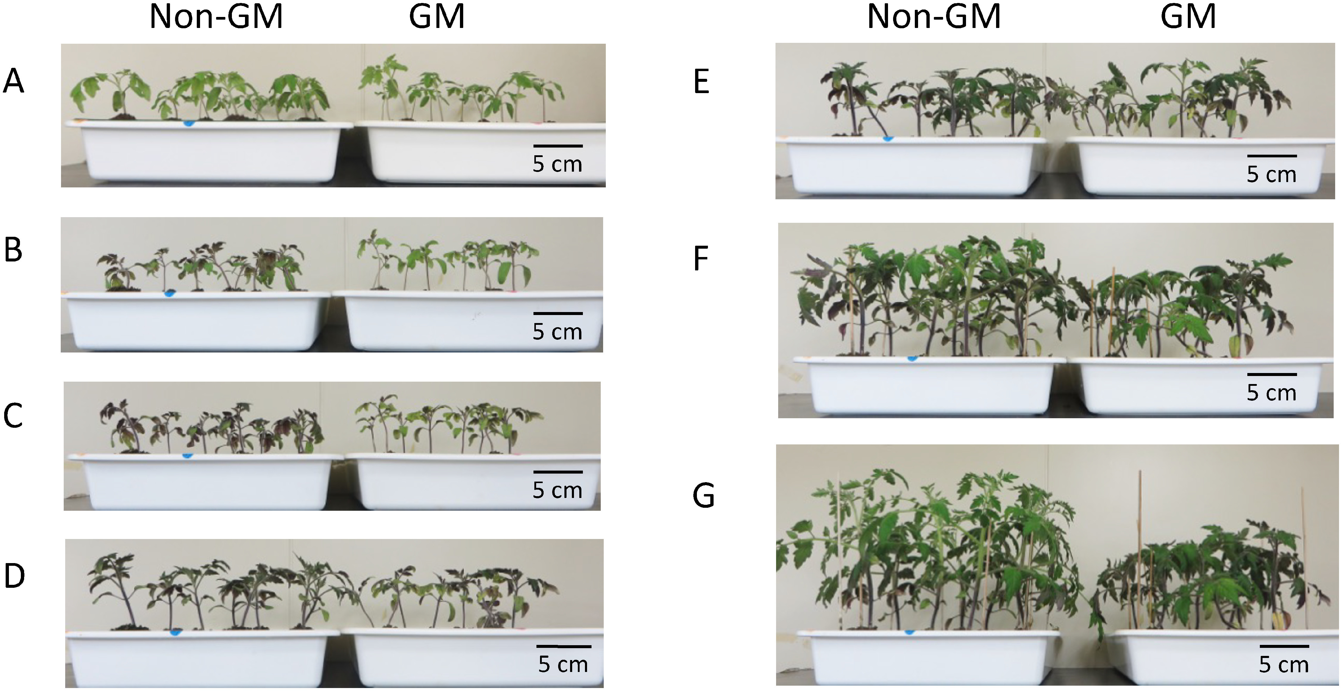 Figure 2. Effect of low temperature on early growth of tomato seedlings. (A) Day 0 (2 weeks after sowing), (B) day 7, (C) day 14, (D) day 20, (E) day 28, (F) day 35, and (G) day 42 of the low-temperature treatment (5°C, 16 h light/8 h darkness) in an artificial climate chamber. Scale bars shows 5 cm.