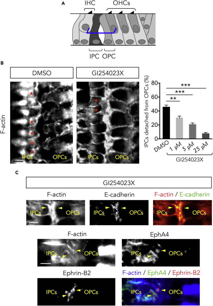 Figure 6