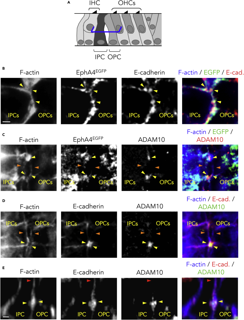 Figure 4