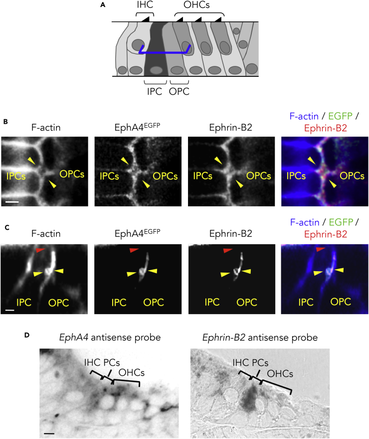 Figure 2