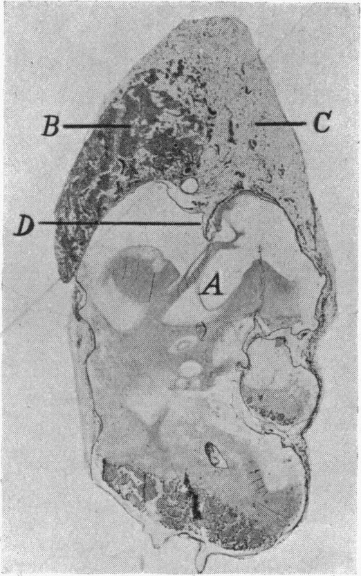 Fig. 16