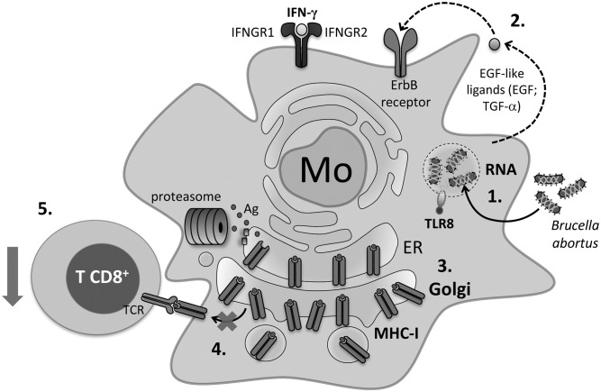 Fig 10