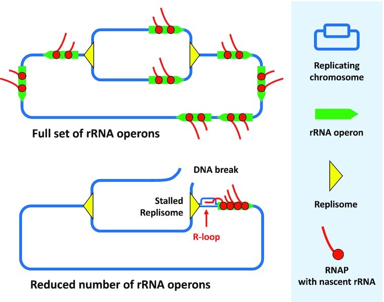 Graphical Abstract