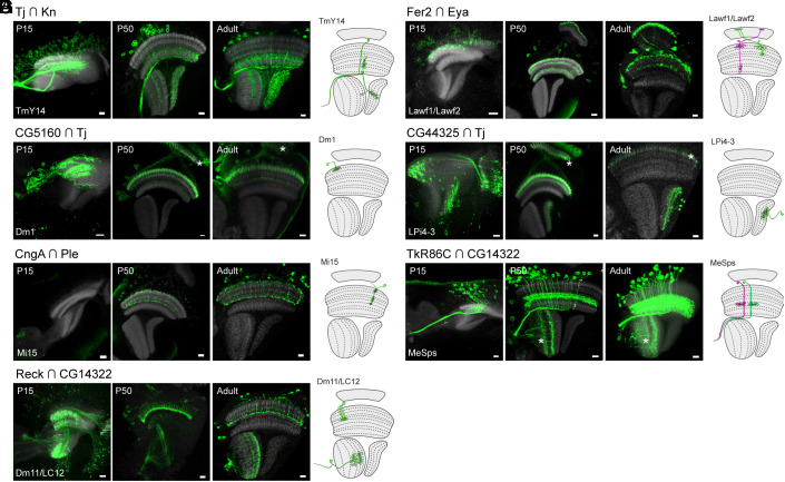 Fig. 4.