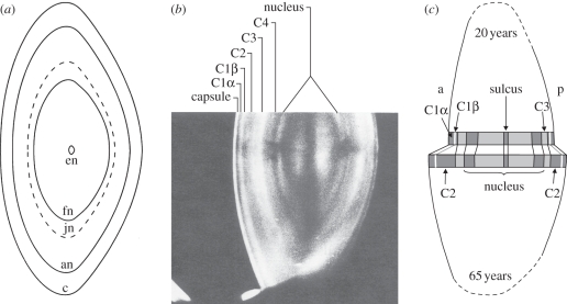 Figure 1.