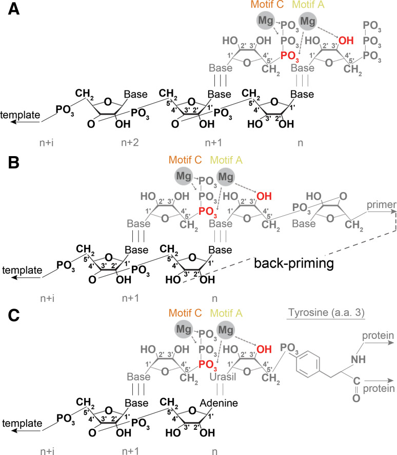 Fig. 8