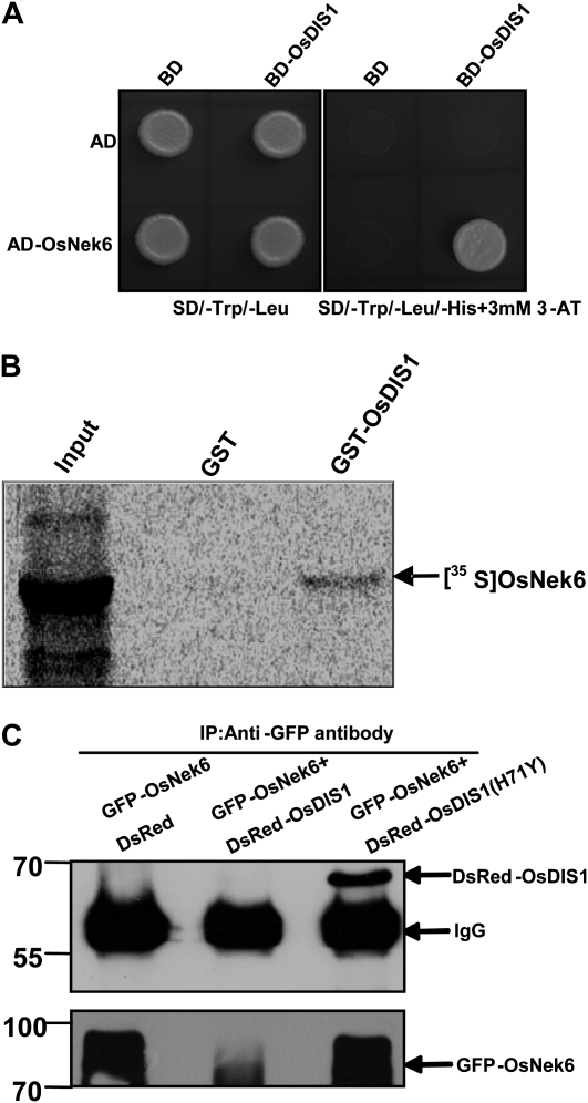 Figure 7.