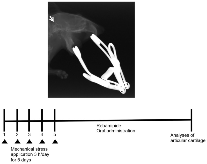 Fig 1