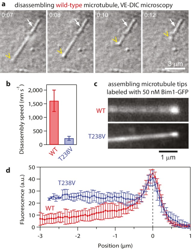 Figure 5—figure supplement 1.