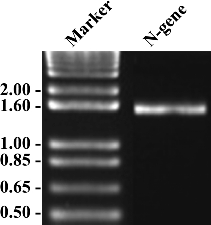 FIG. 1.