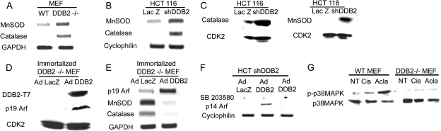 FIG. 7.