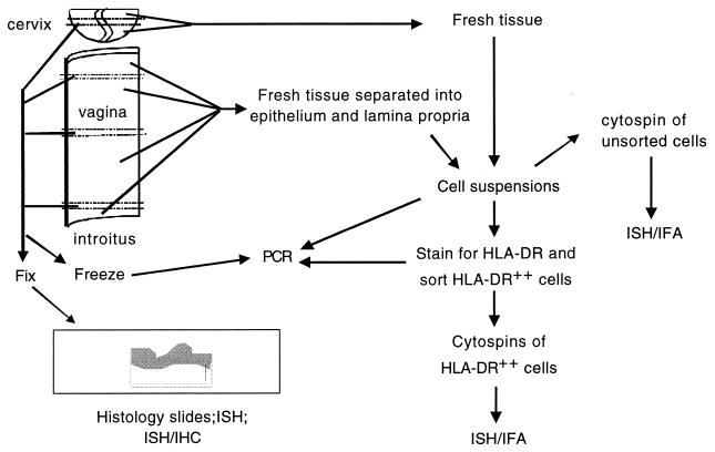 FIG. 1