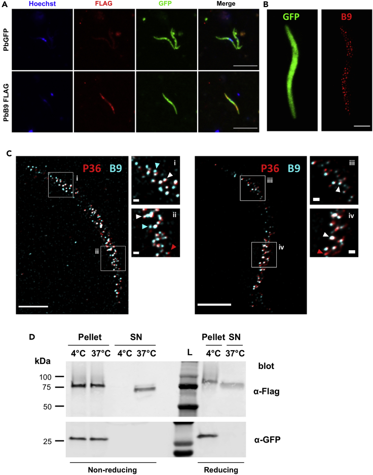 Figure 3