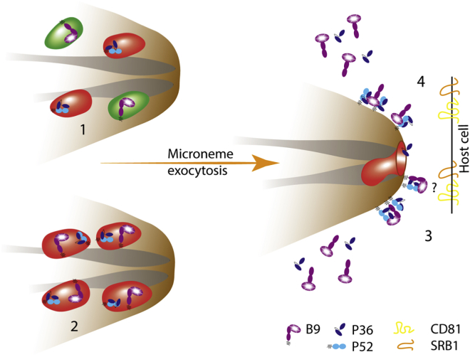 Figure 7