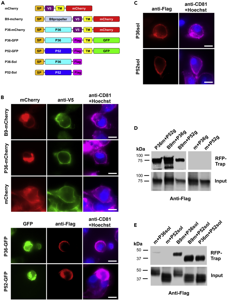 Figure 6