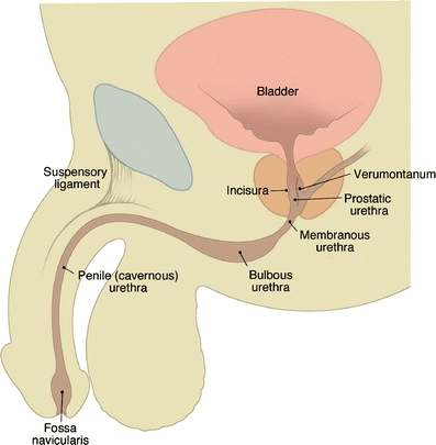 Fig. 5