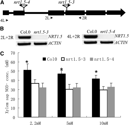 Figure 11.