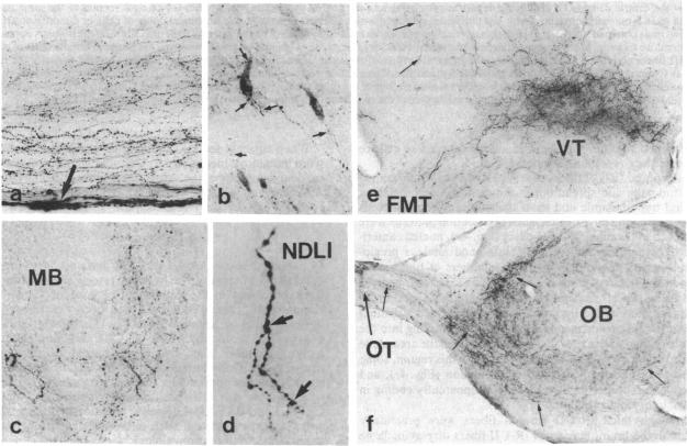 graphic file with name pnas00322-0426-a.jpg