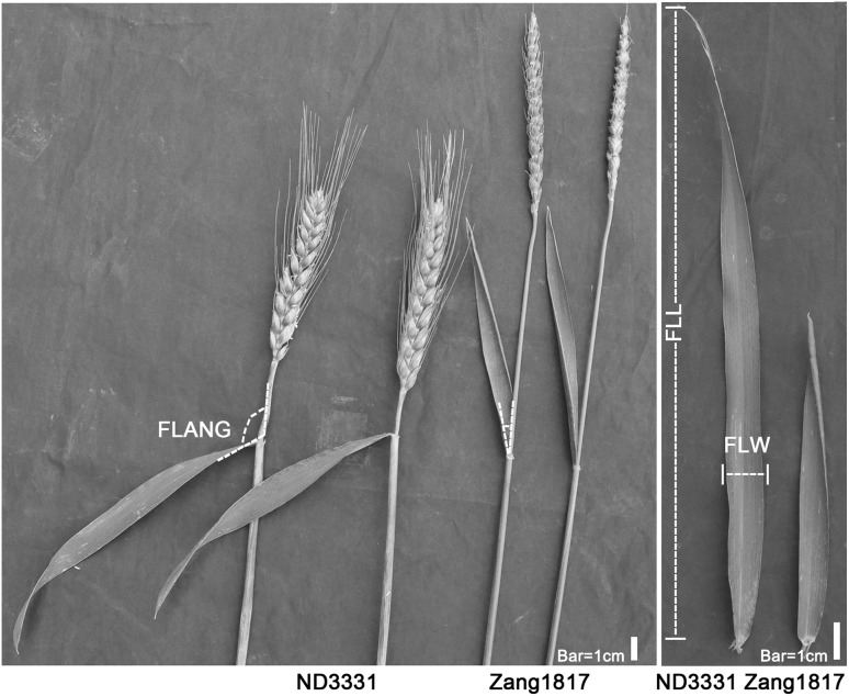 Fig. 1