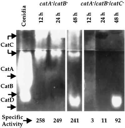 FIG. 5