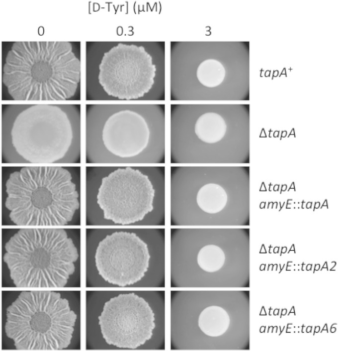 FIG 6