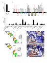 Figure 1.
<b>Pan-cancer analysis of SLX4 mutations</b>