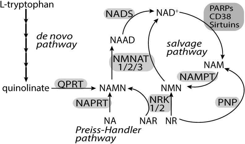 FIG. 4.