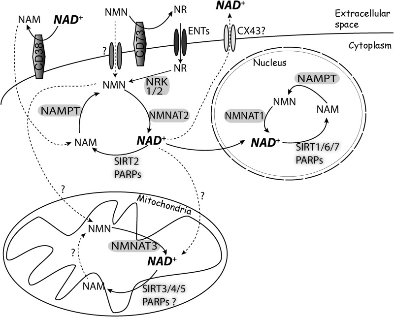 FIG. 5.