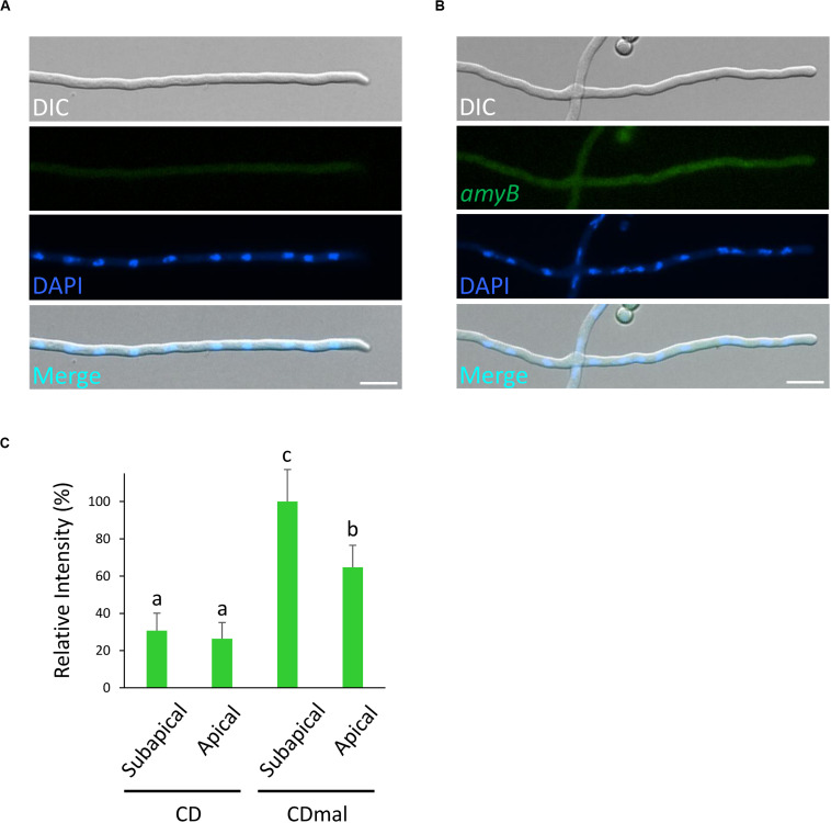 FIGURE 2