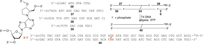 Scheme 8