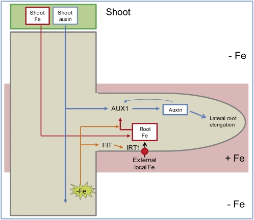 Figure 11.