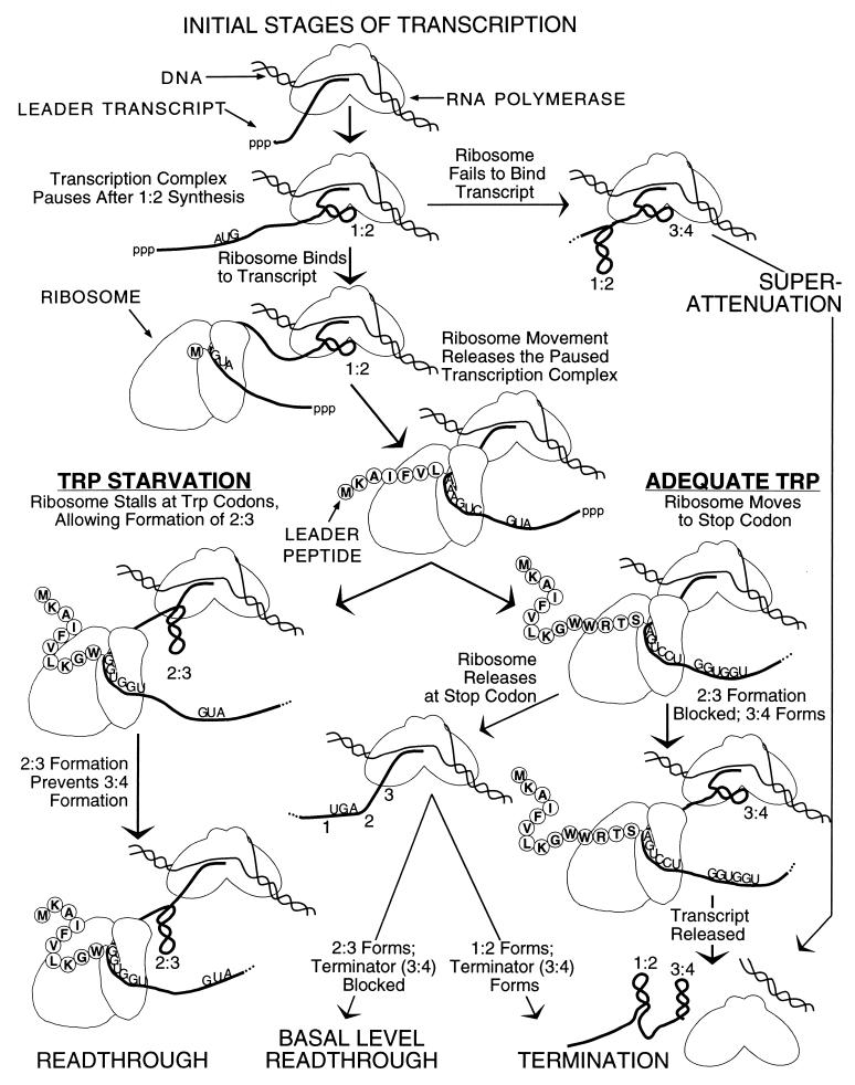 FIG. 1