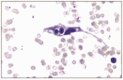 Figure 12.