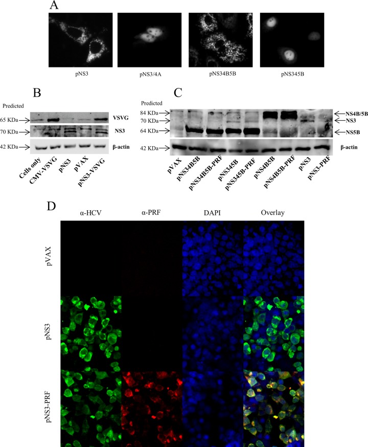 FIG 3