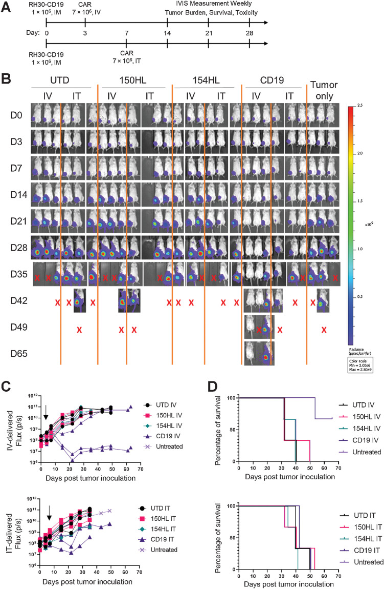 Figure 3. CAR T-cell therapy alone fail to control intramuscular RMS tumors. A, Schematic experimental timeline. Tumors were injected intramuscularly on day 0. CAR- T cells were injected intravenously on day 3 for one group (top line) or injected intratumorally (IT) on day 7 in a separate group of tumor-bearing mice, 7×106 per mouse. The top two anti-FGFR4 CAR candidates, RJ150HL and RJ154HL, as well as CD19 were used for treatment. B, Weekly IVIS measurements was used to determine tumor growth until mice reached endpoint (tumor volume >1,000 mm3). Groups of three mice received CAR T cells IV, IT, or control (UTD). Three mice received tumor only. X indicates sacrifice as per protocol. C, Flux (photons/s) of individual mice treated with either intravenously delivered CAR T cells (left) or intratumorally delivered CAR T cells (right) is plotted. Arrows indicated the time of CAR T-cell injection. D, Kaplan–Meier survival curves for mice receiving intravenously (left) or intratumorally (right) delivered CAR T cells. Two mice treated intravenously with CD19 CAR T-cell survived to day 65.
