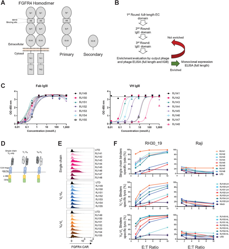 Figure 1. Isolation of new FGFR4-binding moieties and Screening anti-FGFR4 CAR T cells. A, Schematic of FGFR4 homodimer and the FGFR4 protein fragments used for panning new binders. Full-length antigen (Primary) was used for the first round of panning FGFR4 binders, followed by an IgIII-domain only fragment (Secondary) in subsequent rounds. B, Panning workflow included three rounds of panning, phage enrichment, and binding evaluation. C, ELISA targeting FGFR4 IgIII domain only with either Fab binders (left) or VH-only binders (right). Increasing amounts of soluble binder (x-axis) were added to antigen coated plates, and specific binding quantified by ELISA (y-axis, as in Materials and Methods). D, Schematic of CAR structure. The thin double line represents the plasma membrane, which is transited by the CD8 transmembrane (TM) domain and linked to intracellular signaling domains derived from 4–1BB to the CD3-ζchain. The extracellular aspect of the CAR contains a hinge domain derived from CD8 which links to single chain (dark gray) or scFv-based (light and dark gray) antigen-binding domains derived from phage display, Fig. 1. E, Surface expression of anti-FGFR4 CARs was tested in healthy donor PBMCs day 9 post activation. CAR was detected using recombinant FGFR4-Fc-Biotin and SA-PE to directly bind CAR on the cell surface. Surface-stained cells were visualized using flow cytometry. F, Cytotoxicity of CAR T cells was assessed using CTL assays against FGFR4-expressing RH30_19 RMS cell line and FGFR4-negative Raji-ffLuc cells. Target cells were plated at 10,000/well with CAR T cells added at the indicated E:T ratios, and co-incubated for 20 hours. Percentage of specific lysis was determined by luminescent signal from surviving tumor cells. D, IFNγ and TNFα cytokines released during 20-hour co-incubation with FGFR4-expressing RH30_19 target cells were quantified using LegendPlex bead-based cytokine assay. Controls include unstimulated T cells (Unstim) and T cells activated for transduction but not exposed to LV (UTD). All assays were conducted in triplicate and independently repeated three times.