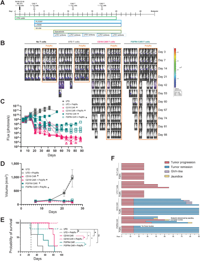 Figure 6. Anti-myeloid poly-pharmacy allows CAR T cells to clear orthotopic RMS tumors. A, Schematic timeline of anti-myeloid PolyRx treatments and CAR T-cell treatment. Closed boxes around each treatment indicate its duration. B, Mice were imaged weekly by IVIS to assess tumor growth. C, Flux measured by IVIS was plotted for individual mice treated with UTD T cells, anti-CD19 CAR, or anti-FGFR4 CAR (PS525) with and without PolyRx. D, Tumor volume as measured by caliper measurement, averaged for each treatment group. E, Kaplan–Meier survival curve of treated groups with (dotted lines) or without (solid lines) PolyRx. F, Swimmer plot of mouse survival (length of bar), tumor progression/regression (red/blue, respectively), and toxicities (graft vs. host, purple; jaundice, yellow), to the end of the assay (day 90).